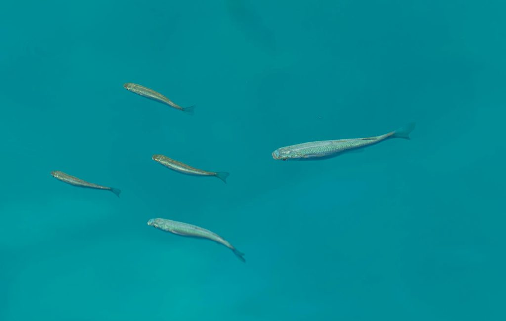 Giao diện bắn cá 3D với khung cảnh đại dương sống động