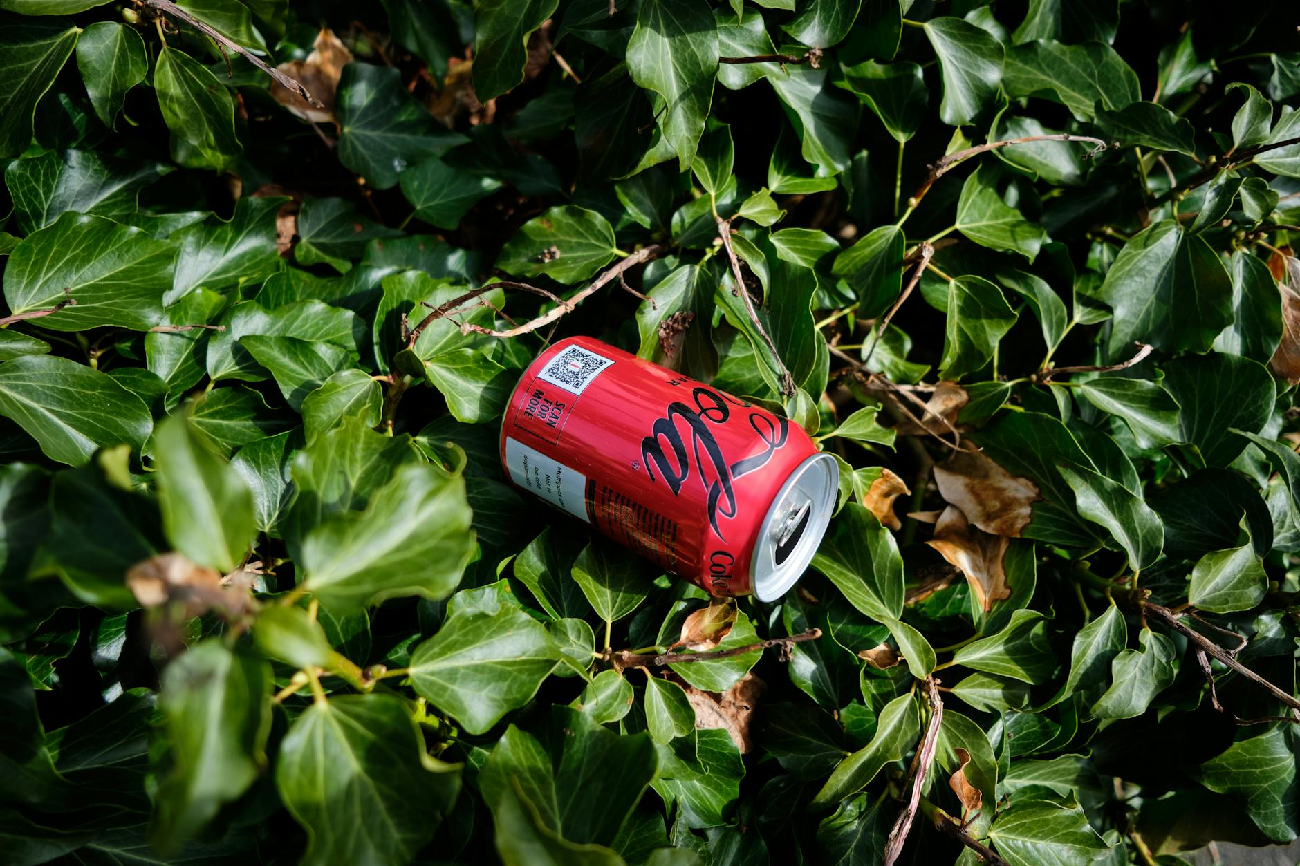 Hai chiến kê đối đầu trong sân giúp minh họa cách so sánh cửa trên cửa dưới