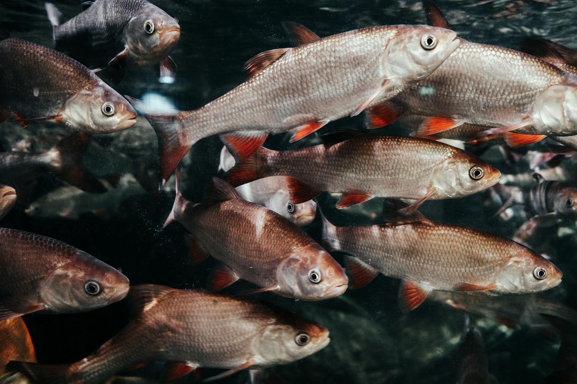 Mục tiêu cá lớn trong game bắn cá, minh họa cho thời điểm nên tăng hỏa lực có chọn lọc