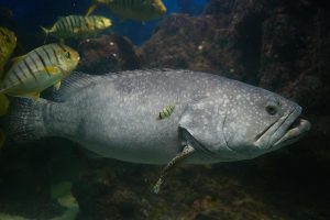 Cảnh người chơi nhắm bắn boss lớn trong game bắn cá với nhiều mục tiêu xuất hiện trên màn hình